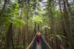 New Zealand 2025 (1 group) (53/66)